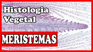 Histologia vegetal  Meristemas  tecidos vegetais aula 1 [upl. by Garlanda889]