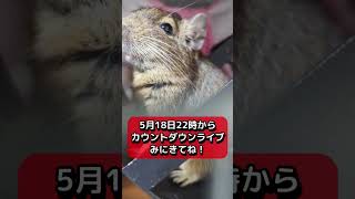 【Degu】飼い主と遊びたくて呼び鳴きするバフ デグーの鳴き声 [upl. by Siloam]