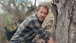 How to Plant a Small Carob Tree Ceratonia siliqua inside a Dead Tree Trunk Regreening 20 [upl. by Hardej]