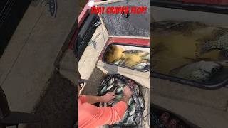 Crappie fishing the Wisconsin River crappiefishing crappie crappiejigs panfish riverfishing [upl. by Leggett63]