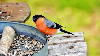 A pair of Eurasian bullfinches🦜🦜🌿🍀🍃 [upl. by Anieral]