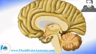 Brain Anatomy Diencephalon Anatomy Interbrain [upl. by Dud585]