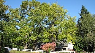 Legacy of the American Chestnut Survival Amidst Blight [upl. by Mayworm]