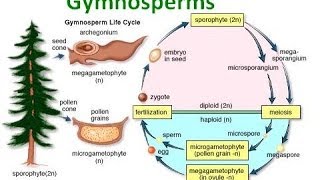 Gymnosperm Notes [upl. by Tabitha]