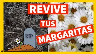 🌼 Como REVIVIR tu MARGARITA MUERTA ⚰️ Casi 💧 CUIDADOS de las MARGARITAS  PODA ABONO Como y Cuando [upl. by Aniham]