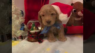 Lovable Holidays Labradoodle Puppies [upl. by Akoek]