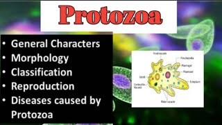 Introduction To Protozoa  Characters  Morphology  Reprodution  Types of protozoa  Diseases [upl. by Lleynad]