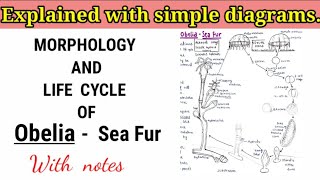 Obelia Sea fur Life cycle with notes [upl. by Eiramaneet]