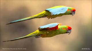 Redfronted Macaw Calls [upl. by Ozan]