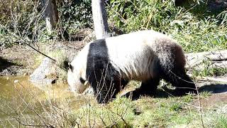 Großer Panda Tiergarten Zoo Schönbrunn 貓熊 WWF Logo Bär in schwarz weiß 大熊猫 Giant Bear Meuyùng [upl. by Elay63]