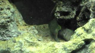 Telmatochromis sp quotOrange Scribblesquot fighting [upl. by Brothers]