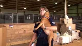 Dogfighting Rescue Saves 367 Dogs [upl. by Ecyarg847]