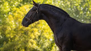 SOLD Baroque Beauty  3YO Lusitano Stallion ready to be started under saddle REF891 [upl. by Lyrac]