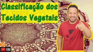 Classificação dos Tecidos Vegetais  Histologia Vegetal  Botânica [upl. by Craddock]