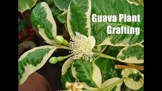 How to graft a guava tree [upl. by Asiek576]