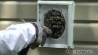 Wasps in home vent [upl. by Davie]