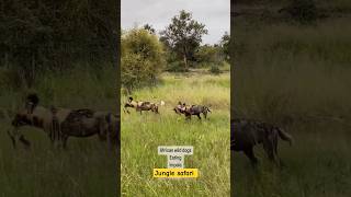 African wild dog eating impala wildlife shorts wilddog [upl. by Atterehs]