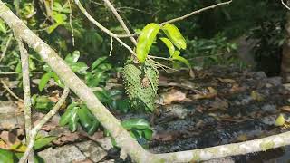 Soursop Graviola Annona muricata plants fruit [upl. by Faline]