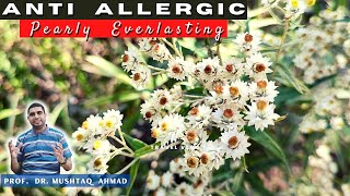 Pearly Everlasting Plant  Anaphalis margaritacea  Info Biodiversity [upl. by Ahsikar]