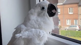 Cockatoo Talking And Dancing  Cockatoo Singing [upl. by Broddie353]