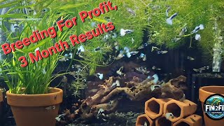 Breeding for Profit results in the Fish Room 3 Months into trial [upl. by Ylime]