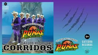 Los Pumas Del Norte Gallos Potosinos Corridos MIX 2021 [upl. by Freddy]