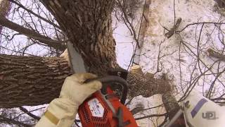 Tree Removal in tight backyard Easy Lift 5930AJ [upl. by Service]