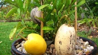 How to grow Pepino fruit from Seeds amp from Cuttings [upl. by Carol498]