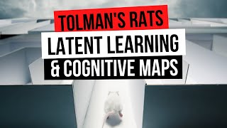 PSYCH TOLMANS RATS LATENT LEARNING amp COGNITIVE MAPS [upl. by Aeuhsoj]