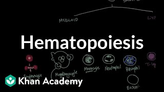 Hematopoiesis  Hematologic System Diseases  NCLEXRN  Khan Academy [upl. by Ennairej92]