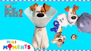 Animal World presents The Secret Life of Pets 2 Full Movie [upl. by Sheeran807]