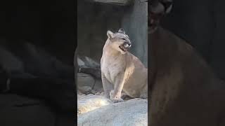 A mountain lion screaming [upl. by Alaik558]