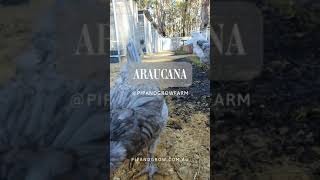 Araucana Blue amp Splash Breeders 202425 pipandgrowfarm [upl. by Burkitt197]