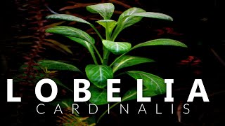 Lobelia Cardinalis Aquarium Plant [upl. by Nomelc328]