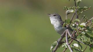 quotLeastquot Bells Vireo [upl. by Franny996]