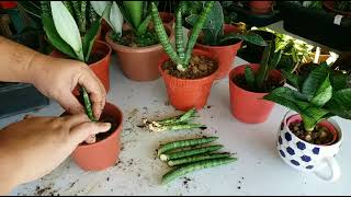 How To Propagate Sansevieria Cylindrica Snake Plant by Rhizome Separation amp Cutting In Soil [upl. by Azar]