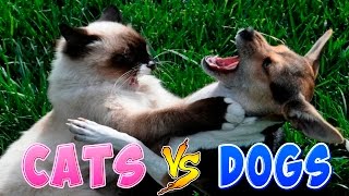 Funny Cats And Dogs Part 2  Funny Cats vs Dogs  Funny Animals Compilation [upl. by Zolnay]