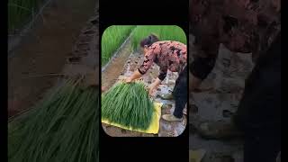 Incredible Japanese Farming Growing Rice on Rooftops amp Using Bamboo for Pesticides [upl. by Tammi]