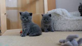 British Shorthair Kitten Cattery [upl. by Blatman617]