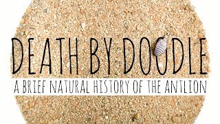 Death by Doodle A Brief Natural History of the Antlion [upl. by Dailey]