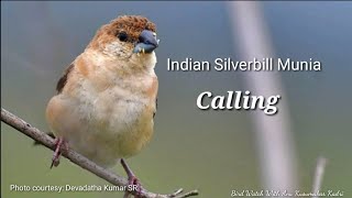 What does the Indian SilverbillMunia sound like WhitethroatedMunia Euodicemalabarica Birdsound [upl. by Donough]