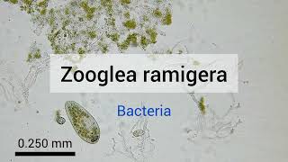 Zooglea ramigera Bacteria [upl. by Ednil438]