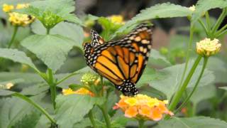 Butterfly feeding Close up [upl. by Aissyla]