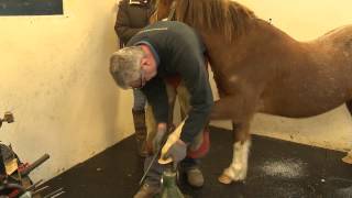 Jimmys Laminitis Story [upl. by Gerita632]