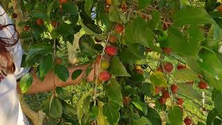 Dovyalis conhecida por poucos Essa é uma fruta exótica deliciosa rica em vitamina C [upl. by Spragens]