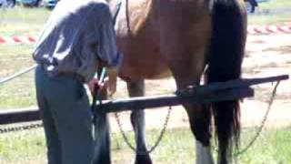 horse powered sweep cutting chaff [upl. by Lleder]