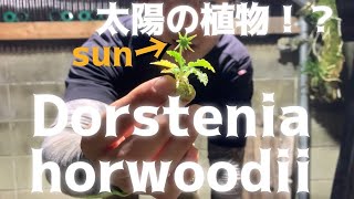 【Dorstenia】太陽の植物？！ドルステニア ホルウッディ ちょいレアドル！ [upl. by Ewart]