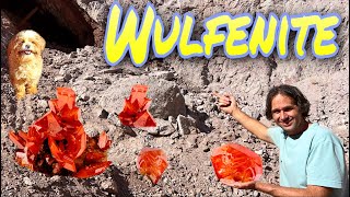 World Famous Red Cloud Mine Wulfenite  Finally made it there [upl. by Felten]