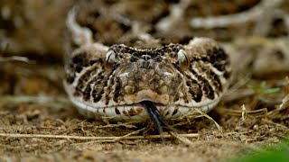 Así muda la piel la víbora bufadora la serpiente con el ataque más rápido  National Geographic [upl. by Fabi717]