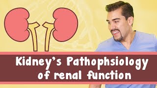 Kidneys Pathophysiology of renal function [upl. by Cordey]